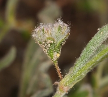 Eriogonum gossypinum