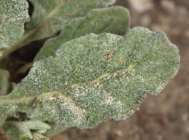 Eriogonum gossypinum