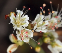 Eriogonum heermannii