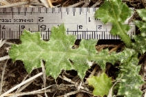 Carduus pycnocephalus ssp. pycnocephalus