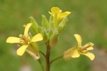 Sisymbrium orientale