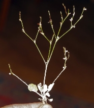 Eriogonum luteolum var. luteolum