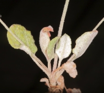 Eriogonum luteolum var. luteolum