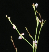 Eriogonum luteolum var. luteolum