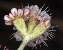 Eriogonum nudum var. oblongifolium