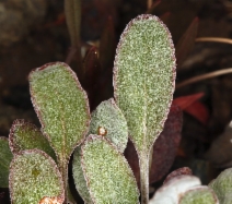 Eriogonum nudum var. oblongifolium