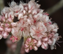 Eriogonum nudum var. oblongifolium