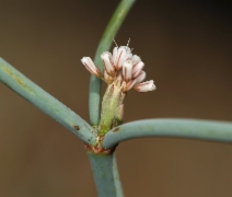 Eriogonum cithariforme