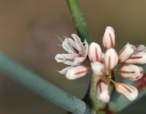 Eriogonum cithariforme