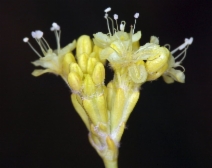 Eriogonum nudum var. pubiflorum