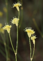 Eriogonum nudum var. pubiflorum