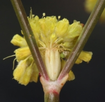 Eriogonum nudum