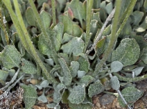 Eriogonum ovalifolium
