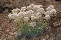Eriogonum ovalifolium