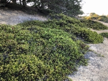 Arctostaphylos hookeri
