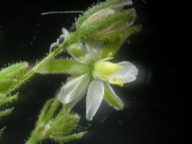 Spergularia villosa