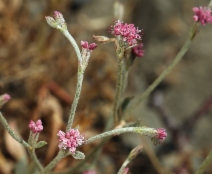 Eriogonum roseum