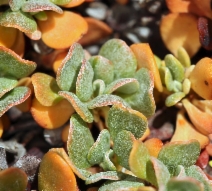 Eriogonum siskiyouense