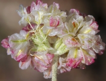 Eriogonum strictum var. greenei