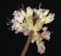 Eriogonum strictum var. proliferum