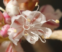 Eriogonum strictum var. proliferum