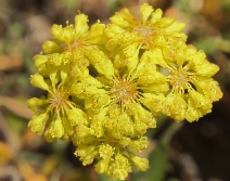 Eriogonum umbellatum var. argus