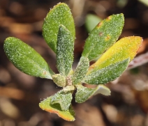 Eriogonum umbellatum var. argus