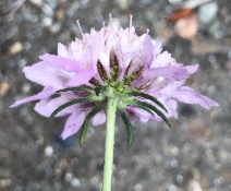 Scabiosa atropurpurea
