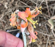 Cotyledon orbiculata