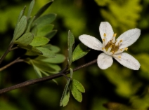 Enemion stipitatum
