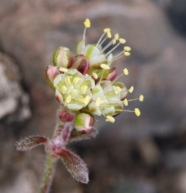 Eriogonum umbellatum var. dichrocephalum