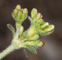 Eriogonum umbellatum var. dichrocephalum