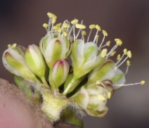 Eriogonum umbellatum