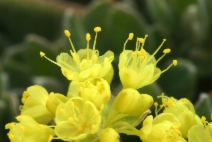 Eriogonum umbellatum var. furcosum