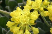 Eriogonum umbellatum