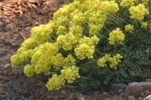 Eriogonum umbellatum var. furcosum