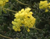 Eriogonum umbellatum var. furcosum