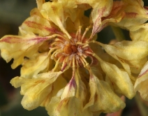 Eriogonum umbellatum var. nevadense