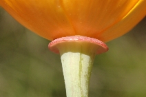 Eschscholzia californica