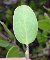 Arctostaphylos rudis