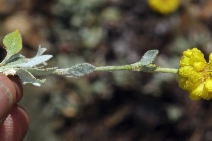 Eriogonum umbellatum var. smallianum