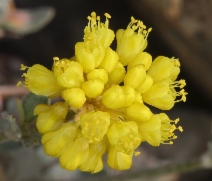 Eriogonum umbellatum