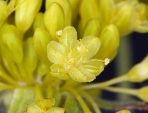 Eriogonum umbellatum var. speciosum