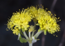 Eriogonum umbellatum var. speciosum