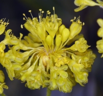 Eriogonum umbellatum var. speciosum