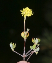 Eriogonum umbellatum var. torreyanum