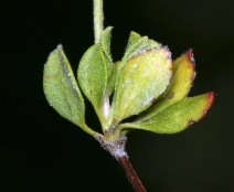 Eriogonum umbellatum var. torreyanum