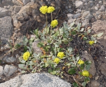 Eriogonum umbellatum var. torreyanum
