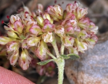 Eriogonum umbellatum var. versicolor