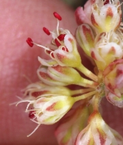 Eriogonum umbellatum var. versicolor